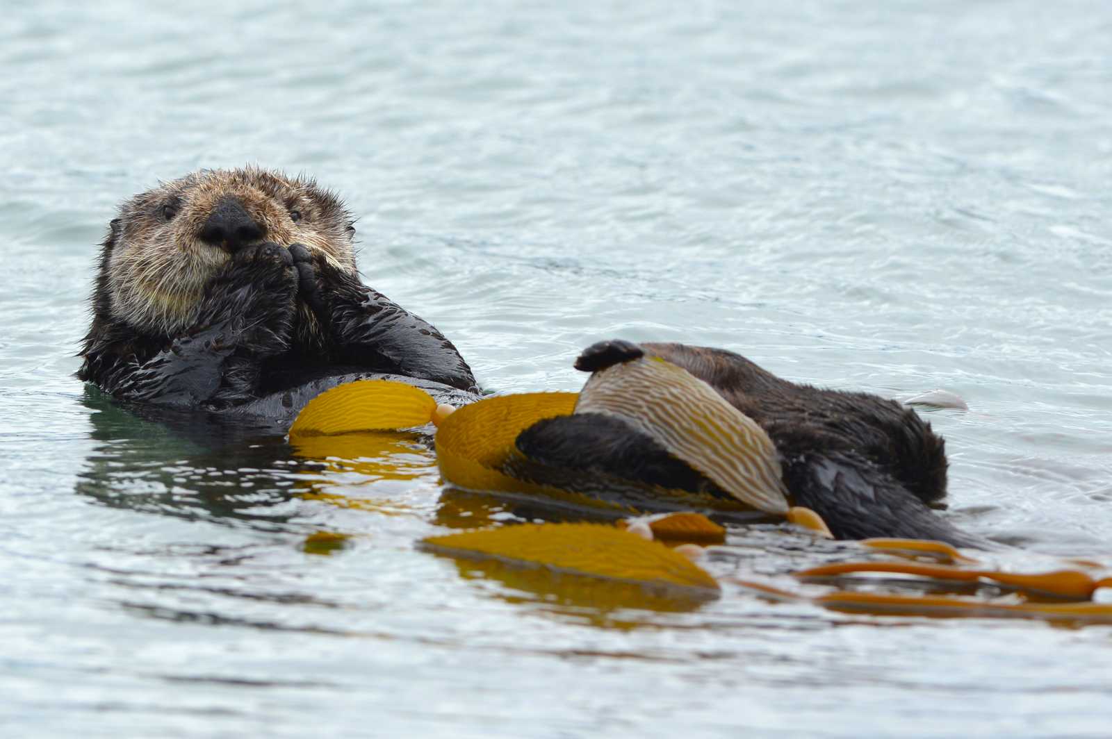 Southern sea otter with kelp