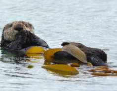 Southern sea otter with kelp