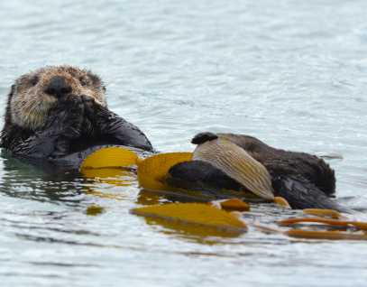 Southern sea otter with kelp