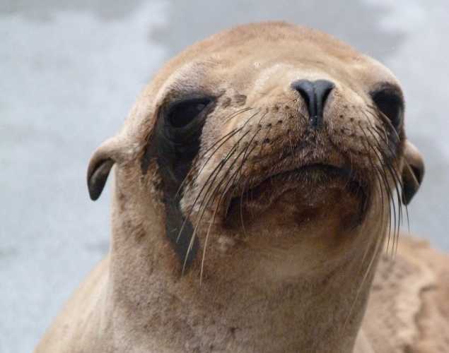 California sea lion Arbor
