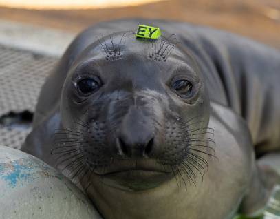 northern elephant seal Linzer