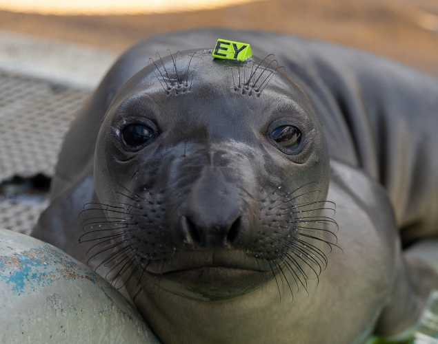 northern elephant seal Linzer