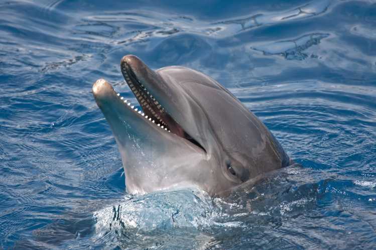 bottlenose dolphin at surface with mouth open
