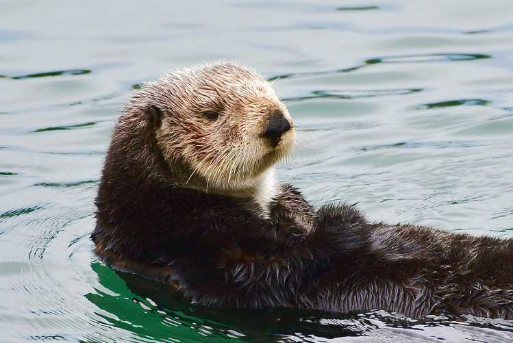 sea otter
