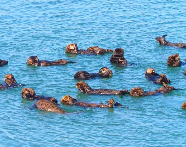 a group of sea otters