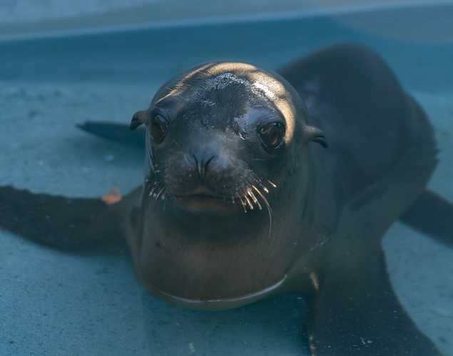 California sea lion Woodfire