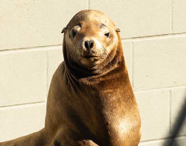 California sea lion Slinger