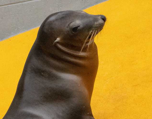 basset california sea lion