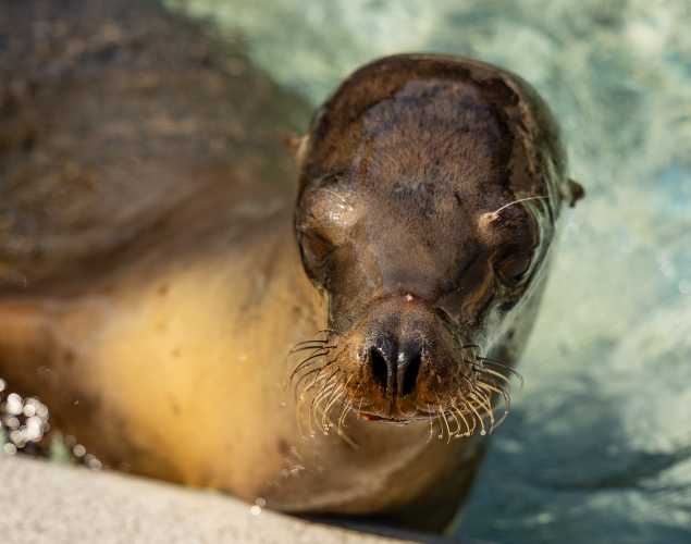 California sea lion Ahpa