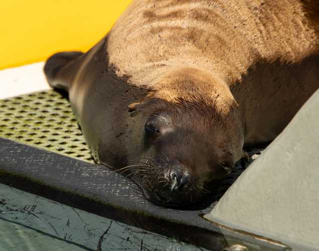 California sea lion Piquant