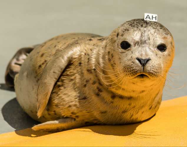 harbor seal Heather