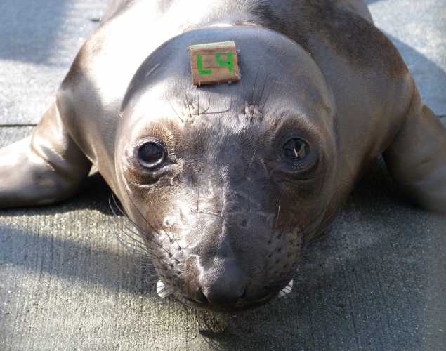 northern elephant seal Nigel