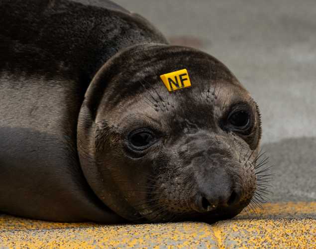 northern elephant seal Napili