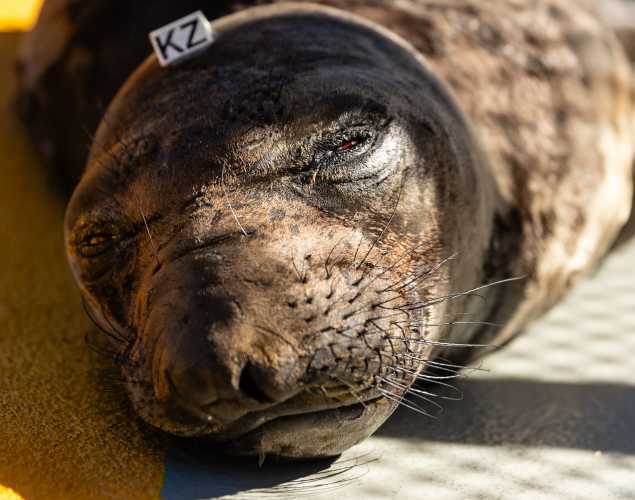 northern elephant seal Click
