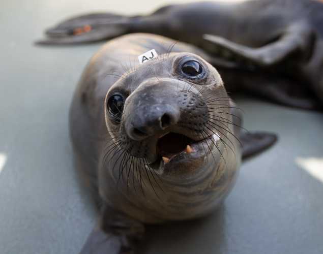 northern elephant seal Apricity
