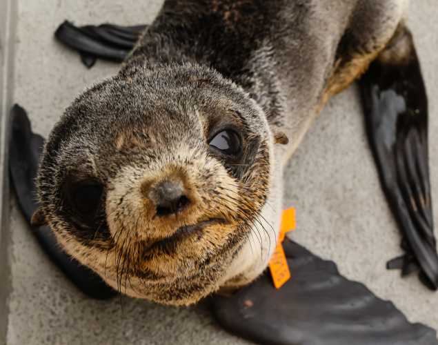 northern fur seal Zuma