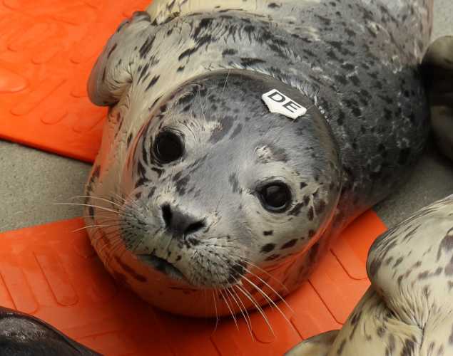 harbor seal Smitty