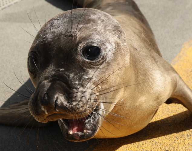 northern elephant seal Dejavu