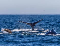 A California sea lion jumps out of the ocean next to a humpback whale showing its tail and another whale showing its back.