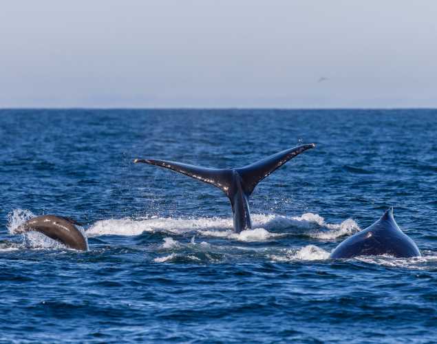 A California sea lion jumps out of the ocean next to a humpback whale showing its tail and another whale showing its back.