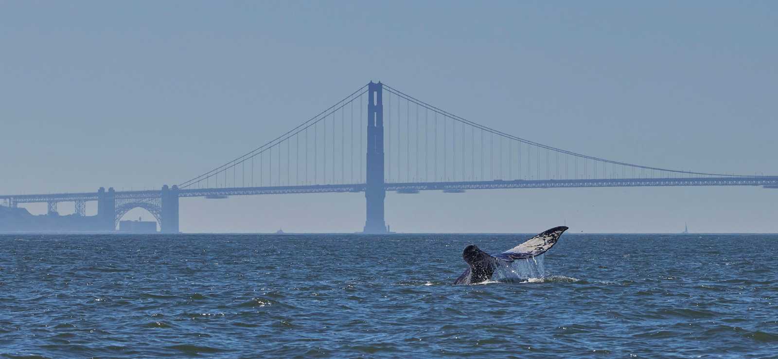 A gray whale tale rises above the ocean surface in front of the Golden Gate Bridge in San Francisco.