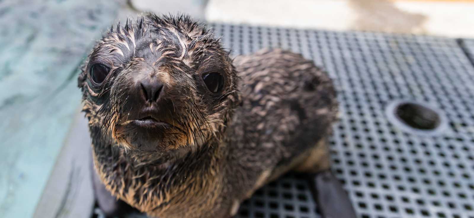 northern fur seal pup
