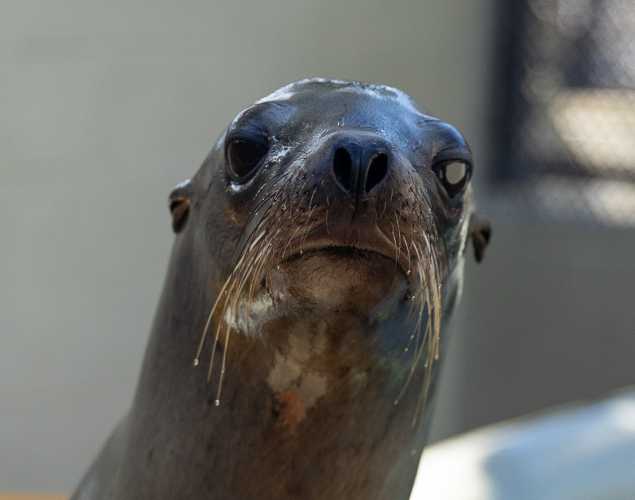 California sea lion Perkinpark