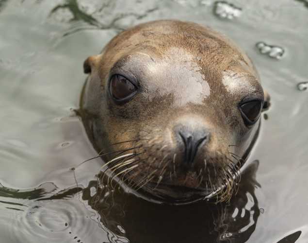 California sea lion Ironpup