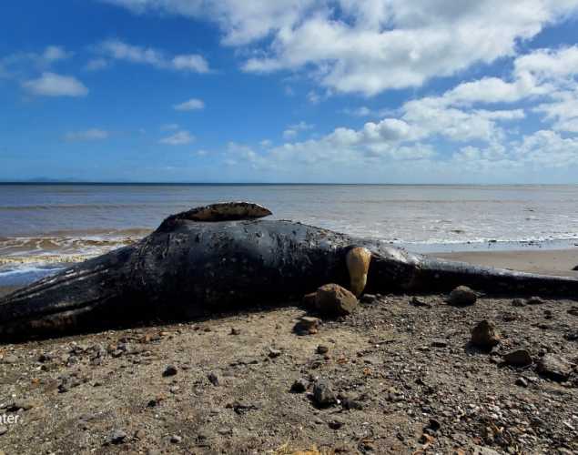 a dead gray whale on a sandy beach