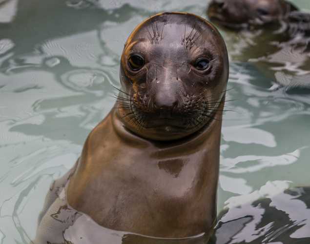 elephant seal Butler