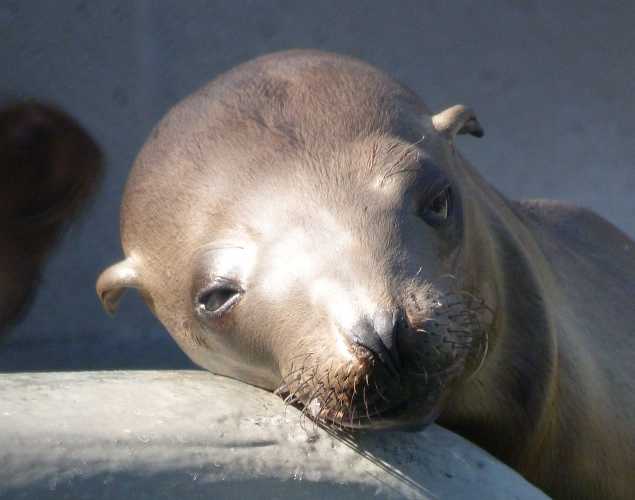 California sea lion Crickey
