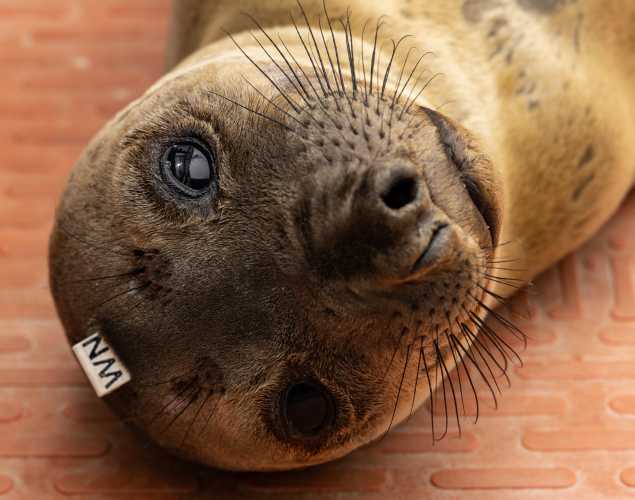 northern elephant seal Midna