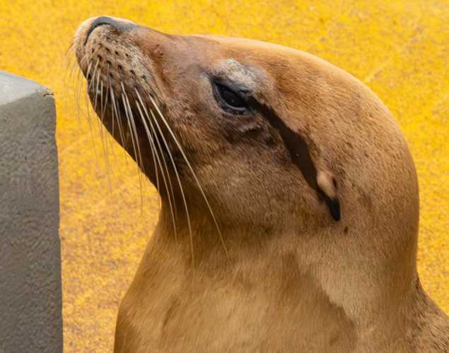 veggie california sea lion