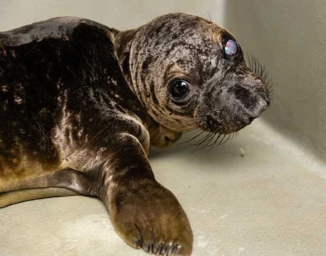 northern elephant seal Sharpie