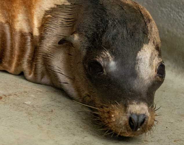 California sea lion