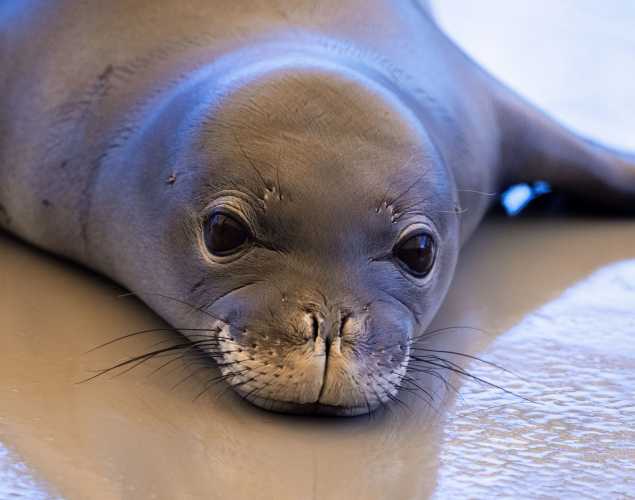 Hawaiian monk seal ‘Eleu