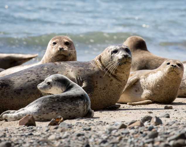 group of harbor seals on a beach