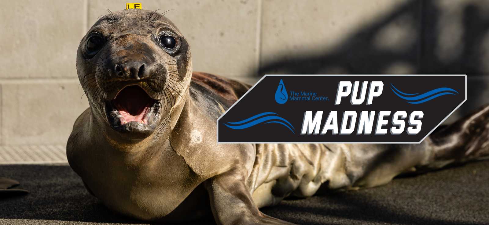 northern elephant seal pup Emerald with Pup Madness graphic