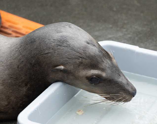 California sea lion Alfred
