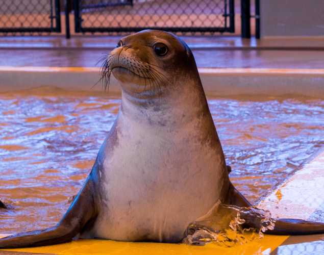 Hawaiian monk seal Meleana
