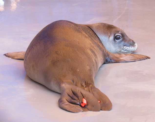 Hawaiian monk seal Malama