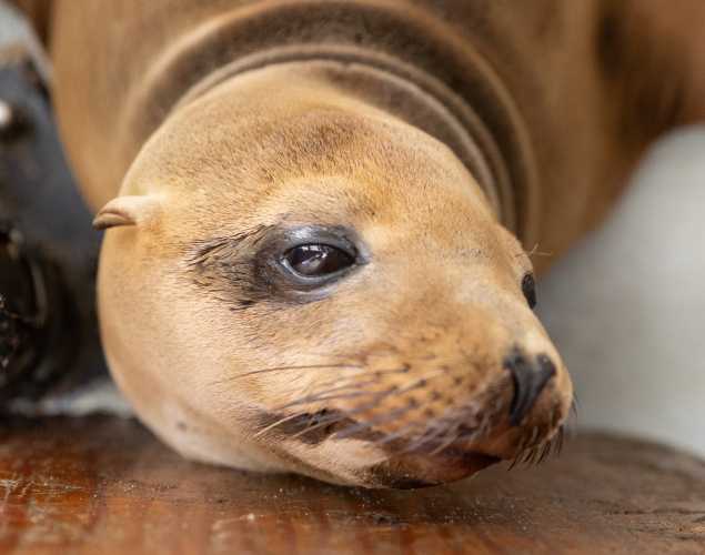California sea lion Prudence
