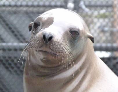 California sea lion Meraxes