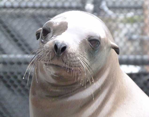 California sea lion Meraxes