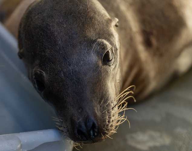 California sea lion Ribeye