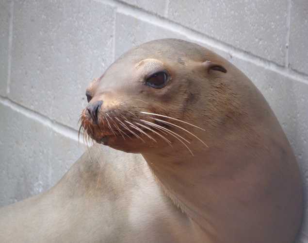 California sea lion Pancakes