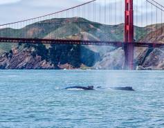 two whales surfacing below the Golden Gate Bridge