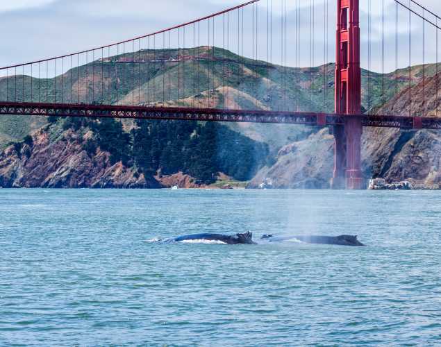 two whales surfacing below the Golden Gate Bridge