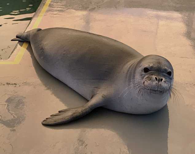 Hawaiian monk seal RH38