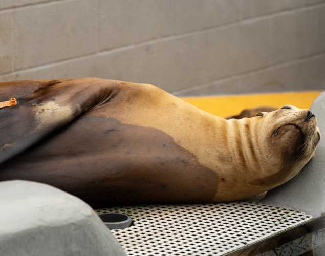safety california sea lion